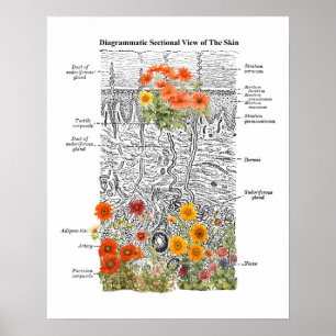 Dermatologie Huid Anatomie Kunst met Bloemen Detai Poster