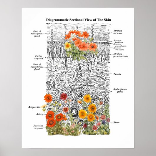 Dermatologie Huid Anatomie Kunst met Bloemen Detai Poster (Voorkant)