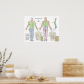 Dermatome Alarm Back Shu Acupunctiepunten Grafiek Poster (Keuken)