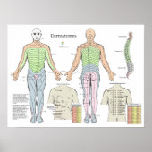 Dermatome Alarm Back Shu Acupunctiepunten Grafiek Poster (Voorkant)