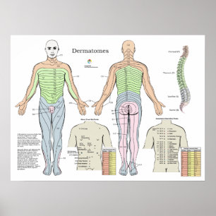 Dermatome Alarm Back Shu Acupunctiepunten Grafiek Poster