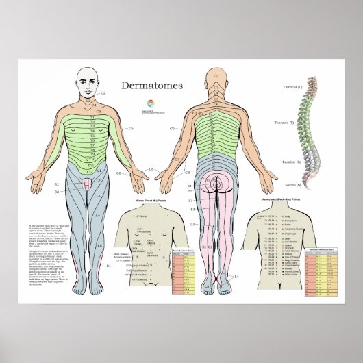 Dermatome Alarm Back Shu Acupunctiepunten Grafiek Poster (Voorkant)