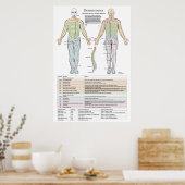 Dermatomen, myotomen en DTR-Poster Poster (Keuken)