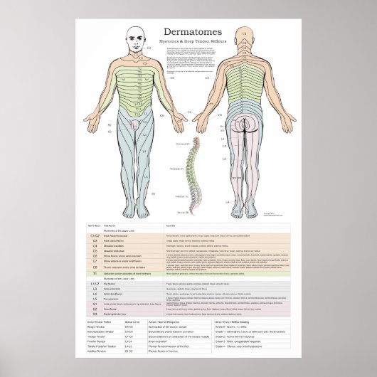 Dermatomen, myotomen en DTR-Poster Poster (Voorkant)