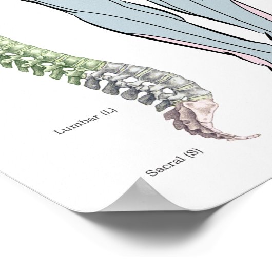 Dermatomes Myotomes Deep Peesreflexen Poster (Hoek)