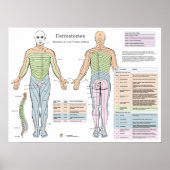 Dermatomes Myotomes Deep Peesreflexen Poster (Voorkant)