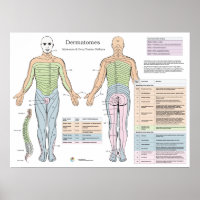 Dermatomes Myotomes Deep Peesreflexen Poster