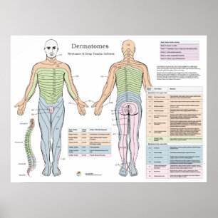 Dermatomes Myotomes Deep Peesreflexen Poster