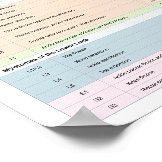Dermatomes Myotomes en DTR Poster Chiropractic (Hoek)