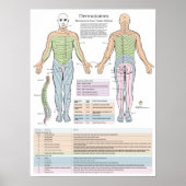 Dermatomes Myotomes en DTR Poster Chiropractic (Voorkant)