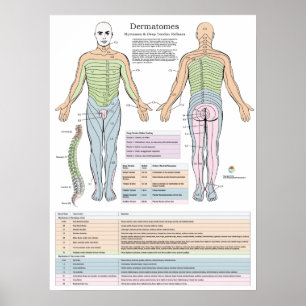 Dermatomes Myotomes en DTR Poster Chiropractic