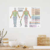 Dermatomes Myotomes Reflexes Poster Chiropractic (Keuken)