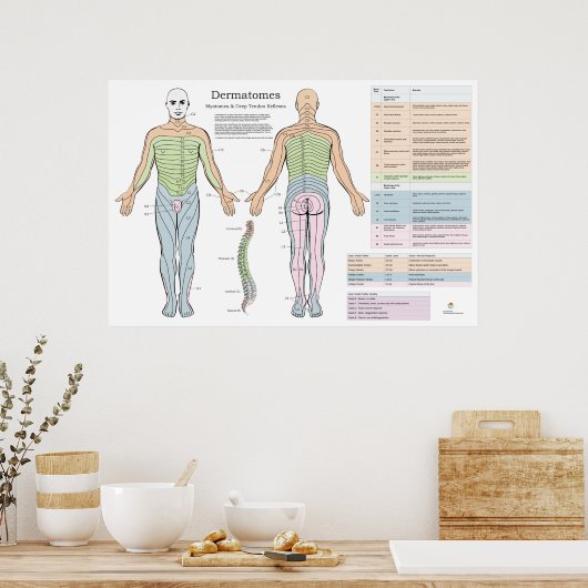 Dermatomes Myotomes Reflexes Poster Chiropractic (Keuken)