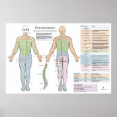 Dermatomes Myotomes Reflexes Poster Chiropractic (Voorkant)