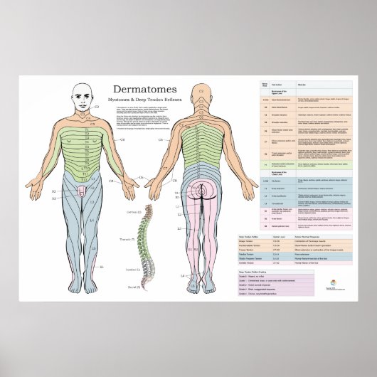 Dermatomes Myotomes Reflexes Poster Chiropractic (Voorkant)