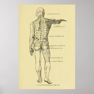 Dermatomes Zenuwstelsel Grafiek Chiropraktijk Poster