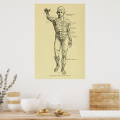 Dermatomes Zenuwstelsel Grafiek Chiropraktijk Poster (Keuken)