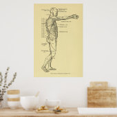 Dermatomes Zenuwstelsel Grafiek Chiropraktijk Poster (Keuken)