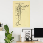 Dermatomes Zenuwstelsel Grafiek Chiropraktijk Poster (Thuiskantoor)