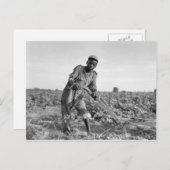 Dertien jaar oud Georgisch veld ploegen Briefkaart (Voorkant / Achterkant)