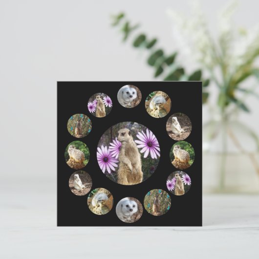 Dertien Meerkats Surprise, flatcard (Staand voorkant)