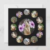 Dertien Meerkats Surprise, flatcard (Voorkant)
