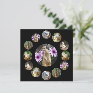 Dertien Meerkats Surprise, flatcard