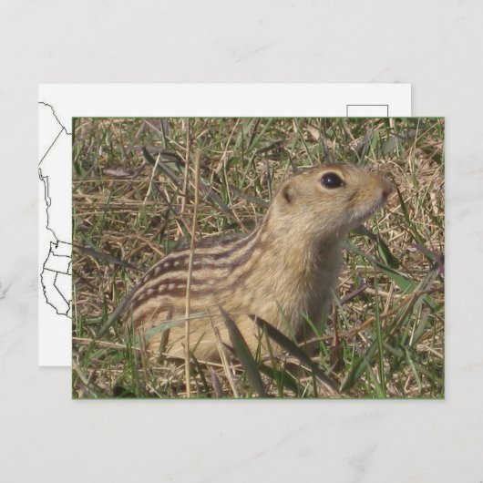 Dertien uitgelijnde vierkant briefkaart (Voorkant / Achterkant)