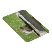 Dertig eekhoorntje op Bird Bath Magnet Magneet (Rechterzijde)