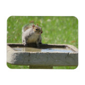 Dertig eekhoorntje op Bird Bath Magnet Magneet (Horizontaal)