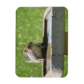 Dertig eekhoorntje op Bird Bath Magnet Magneet (Verticaal)