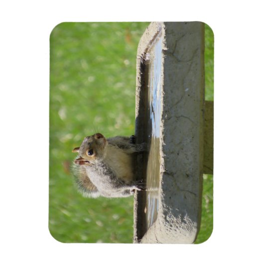 Dertig eekhoorntje op Bird Bath Magnet Magneet (Verticaal)