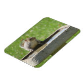 Dertig eekhoorntje op Bird Bath Magnet Magneet (Linkerzijde)