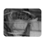 Deschampsia flexuosa magneet (Horizontaal)