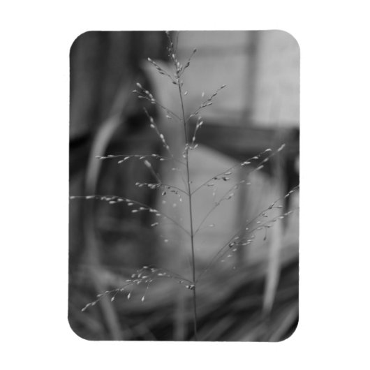 Deschampsia flexuosa magneet (Verticaal)