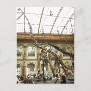 Description Museum of?r Naturkunde, Berlin: Skelet Briefkaart