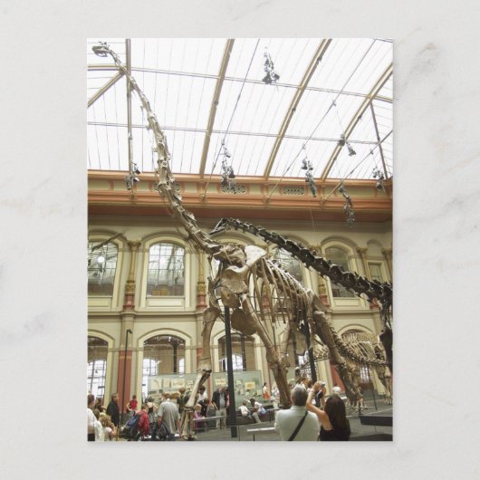 Description Museum of?r Naturkunde, Berlin: Skelet Briefkaart (Voorkant)