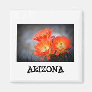 Desert ablaze Arizona Magneet