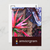 Desert Amsterdam Briefkaart (Voorkant / Achterkant)