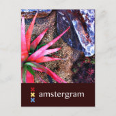 Desert Amsterdam Briefkaart (Voorkant)