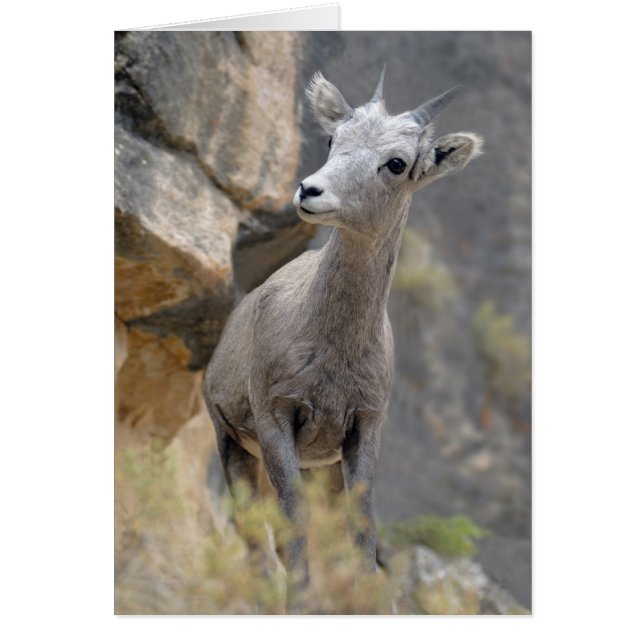 Desert Bighorn Ewe (Voorkant)