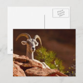 Desert Bighorn (Ovis canadensis nelsoni). Briefkaart (Voorkant / Achterkant)