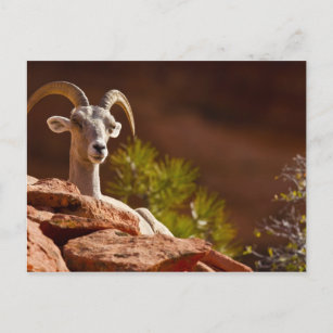 Desert Bighorn (Ovis canadensis nelsoni). Briefkaart