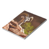 Desert Bighorn (Ovis canadensis nelsoni). Notitieblok (Linkerzijde)