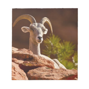 Desert Bighorn (Ovis canadensis nelsoni). Notitieblok