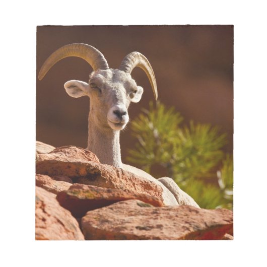 Desert Bighorn (Ovis canadensis nelsoni). Notitieblok (Voorkant)