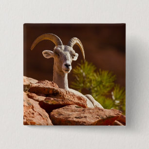 Desert Bighorn (Ovis canadensis nelsoni). Vierkante Button 5,1 Cm