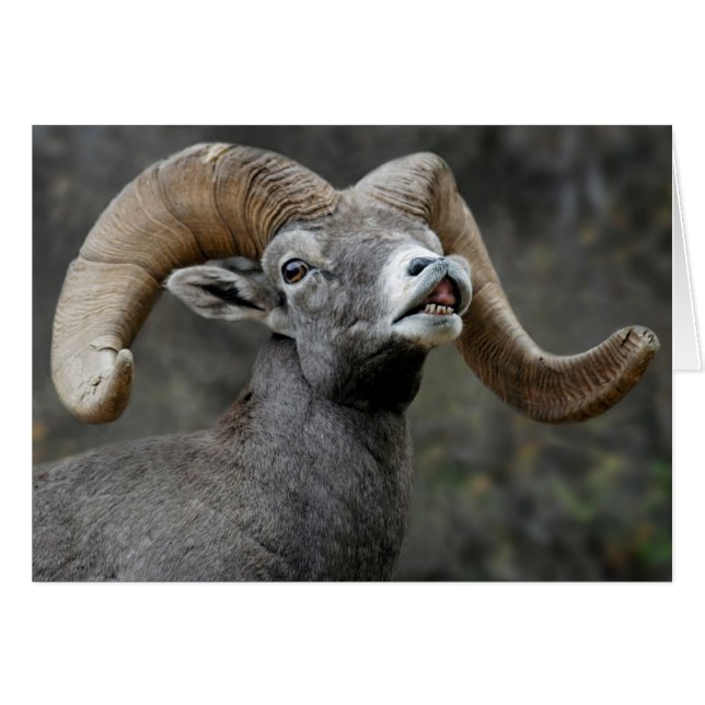 Desert Bighorn Ram (Voorkant Horizontaal)