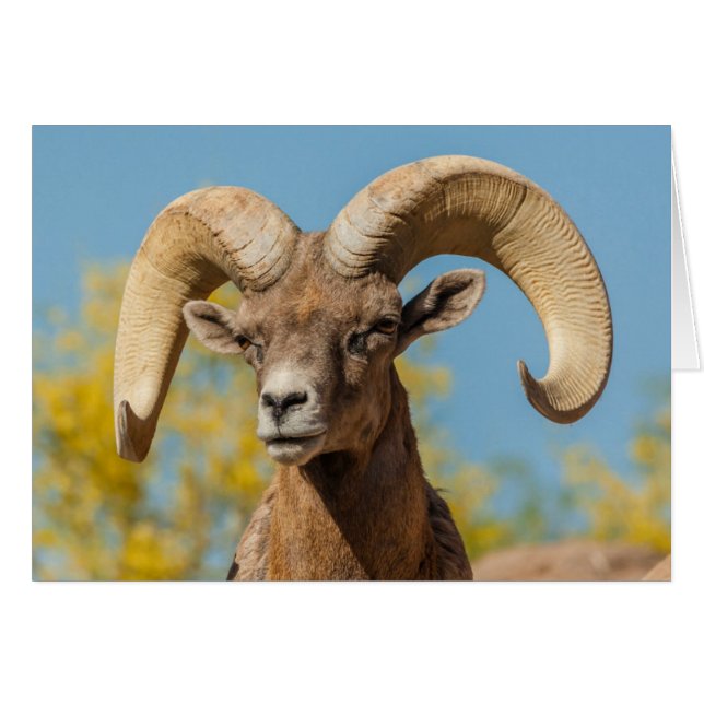 Desert Bighorn Ram (Voorkant Horizontaal)