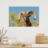 Desert Bighorn Ram Poster (Keuken)